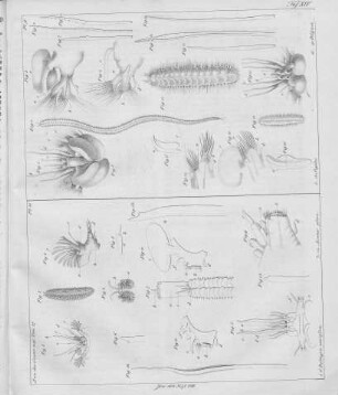 Tafel XIV