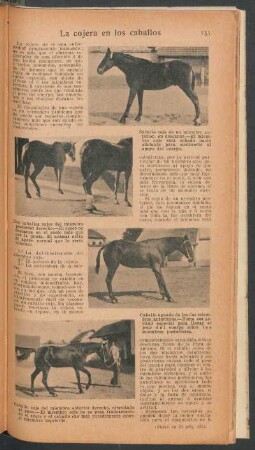 La cojera en los caballos