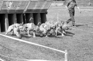 Internationales Windhunderennen auf dem Sportgelände des FC Südstern