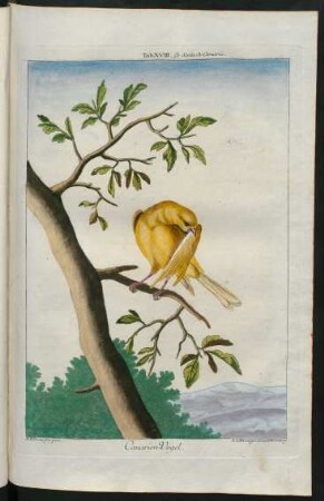Canarien-Vogel
