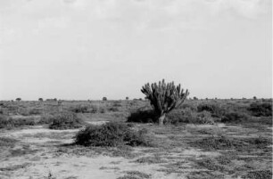 Kaktee in der Pampa : Kaktee inmitten einer ebenen Landschaft