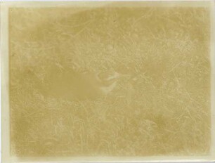 Pitangus sulphuratus (Linnaeus, 1766)