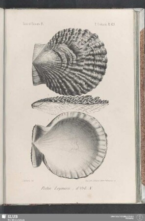 Pl. 428