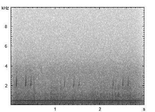 Wachtel | Coturnix coturnix - Ruf