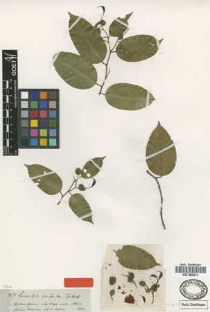 Swartzia conferta Spruce ex Benth. [type]