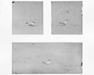 Raubseeschwalbe (Hydroprogne caspia, Syn.: Sterna caspia) am Nest auf Sylt