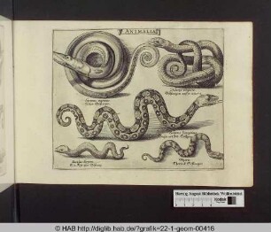 Animalia: Schlangen