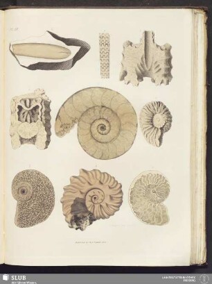 PL. IX