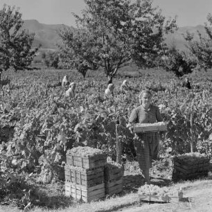 Landschaftsbild der bulgarischen Rhodopen. Weinlese um Peruschtiza