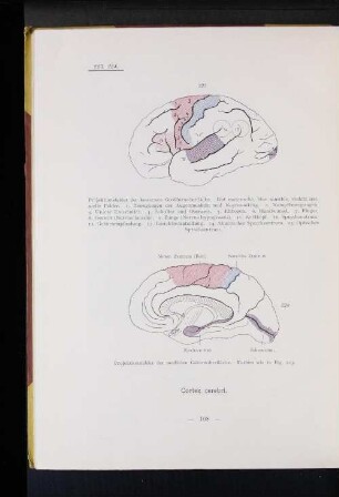 Cortex cerebri.