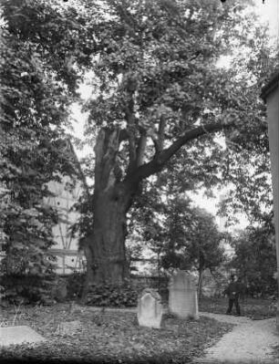 Mann auf einem Friedhof, einen Baum (wohl ein Naturdenkmal) betrachtend