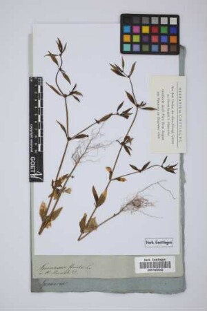 Spermacoce stricta L.