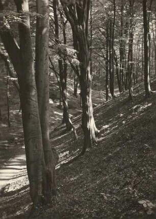 Dresden-Weißer Hirsch. Wegepartie mit Buchenbestand (Carpinus betulus L.) im Stechgrund (Mordgrund)