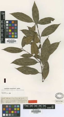 Heisteria microcarpa Spruce ex Engl. [isotype]