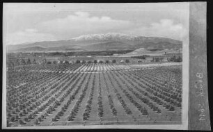 Kalifornien. Orange Groves in California