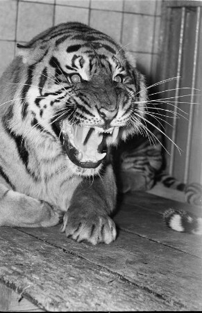 Tiger : Tierporträts. Tiger