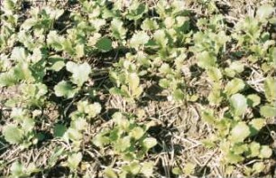 Fotografie: Pflanzenproduktionsverfahren, Zwischenfrucht