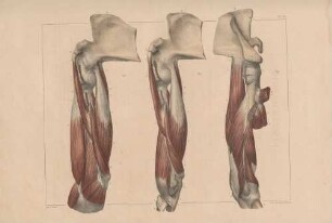 Armmuskulatur (von der Seite)