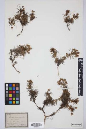 Plantago arborescens arborescens Poir.