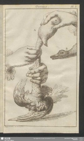 Pl. 3. Oiseaux