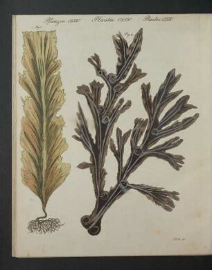 Tafel: Pflanzen CXXIV. [...]