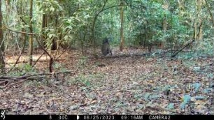 Harpy eagle predation on coatis