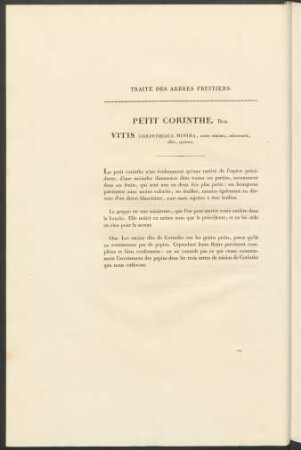 Petit Corinthe. Duh. Vitis Corinthiaca Minima ...