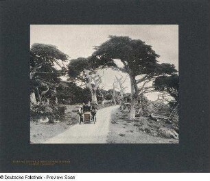 Foto, Del Monte