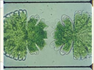 Störung der Cytomorphogenese von Micrasterias denticulata durch Hemmung der Proteinsynthese