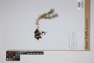 Phlegmariurus linifolius jenmanii (Underw. & F.E. Lloyd) comb. ined.