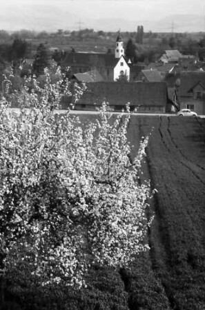 Freiburg, Waltershofen: Von der Höhe auf Waltershofen mit Blütenbaum
