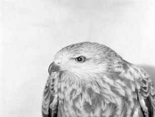 Ausstellung des Vereins für Vogelfreunde in Knielingen.