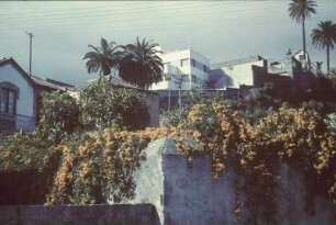 Reisefotos Spanien. Santa Cruz de la Palma. Stadtteilansicht mit Einfriedungsmauer mit rankenden Pflanzen. Im Hintergrund Palmen