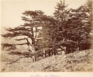 Zedern, Libanon