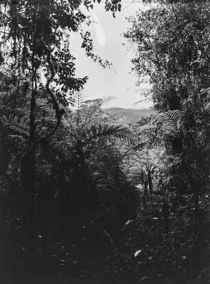 Dichter Wald : Dichter Wald
