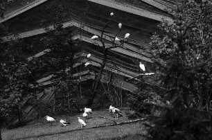 Ludwigsburg: Vogelfreianlage im Schlosspark