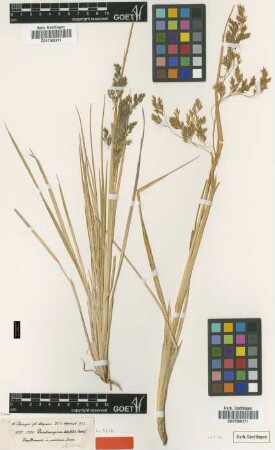 Deschampsia latifolia Hochst. ex A.Rich. [type]