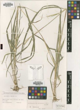 Rottboellia exaltata L.f.