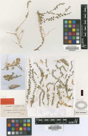 Astragalus gombo Coss. & Dur. ex Bunge [syntype]