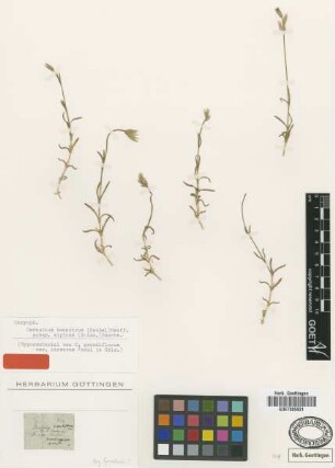 Cerastium grandiflorum Waldst. & Kit. var. Fenzl in Griseb. hirsutum[type]