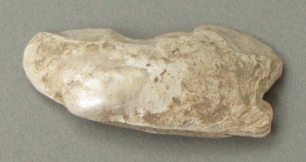 River mussel shell (fragment)