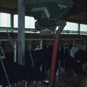 Fotografie: Fütterungstechnik, Anbindestall, Kraftfutterautomat schienengebunden