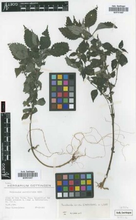 Forsskaolea procridifolia Webb