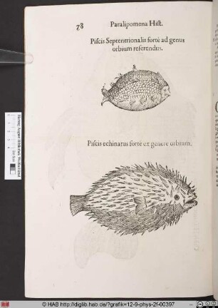 Piscis Septentrionalis forte ad genus orbium referendus.