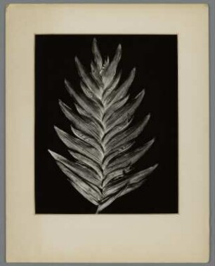 Ährengras, Ährchen (Uniola latifolia)
