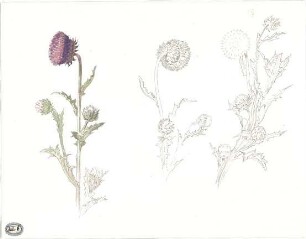 Lange, Ludwig; Lange - Archiv: XIII.6 Pflanzenstudien - Ansichten