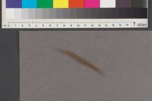 Einlage: Haarsträhne, zw. Bl. 30/31 eingelegt
