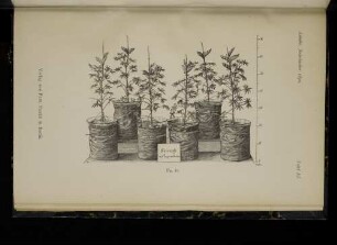 Tafel XI. Fig. 45.