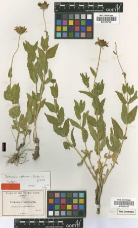 Verbesina wrightii A.Gray