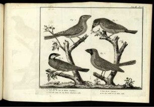 Pl. XI. [bis] Pl. XII. [Abb. siehe römische Paginierung.]
